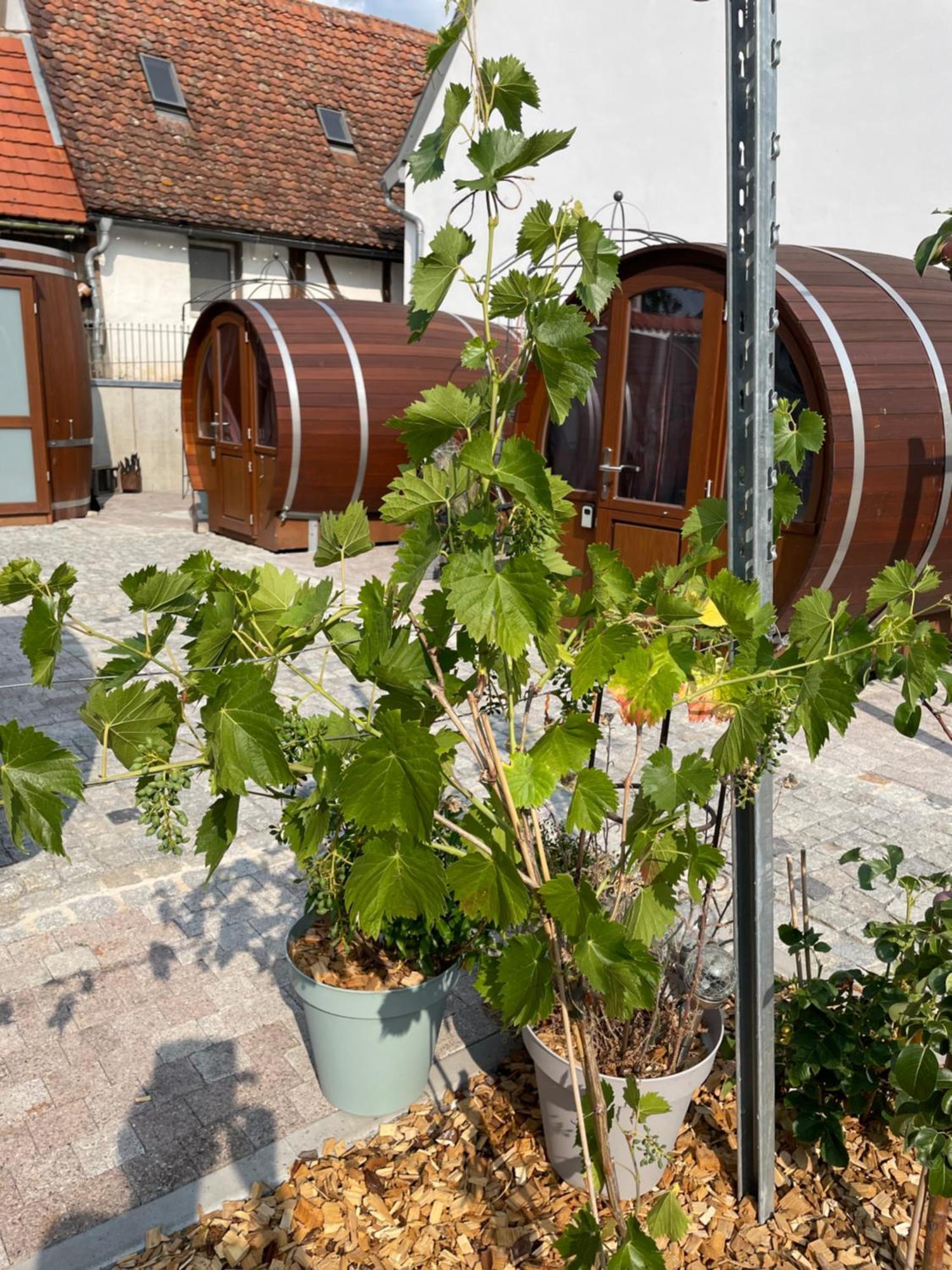 Schlafen Im Weinfass Apartment Ipsheim Ngoại thất bức ảnh